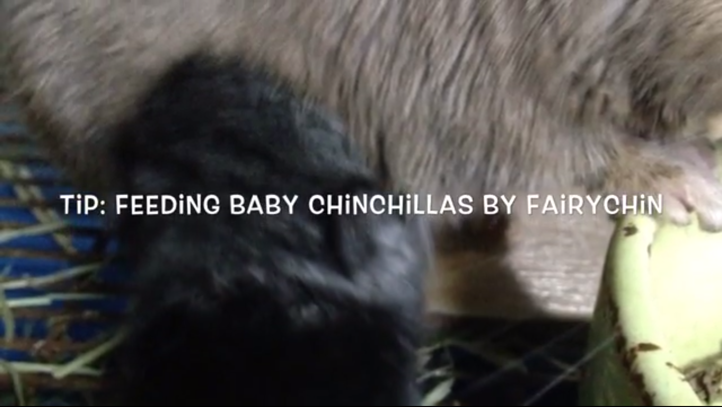 How to feed baby chinchillas